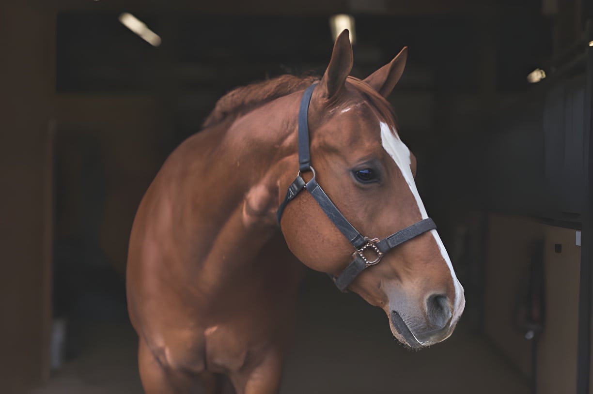 Equine performance