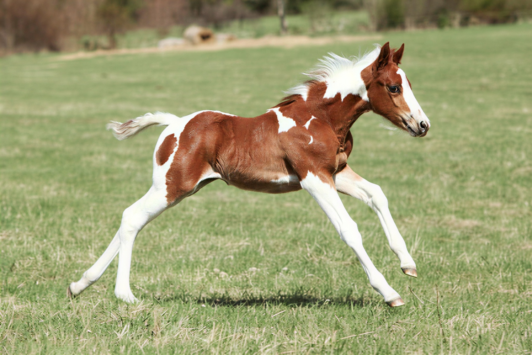 Pinto foal running in pasture